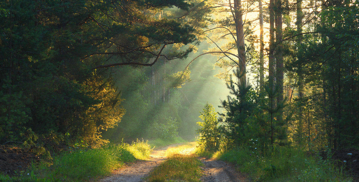 Sunlight streaming onto a forest path